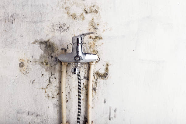 Best Toxic Mold Removal  in West Homestead, PA