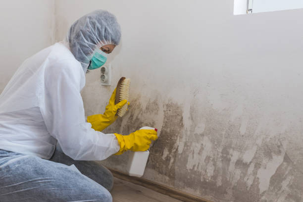 Home Mold Removal in West Homestead, PA