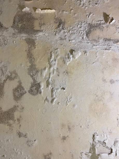 Best Mold Damage Repair  in West Homestead, PA