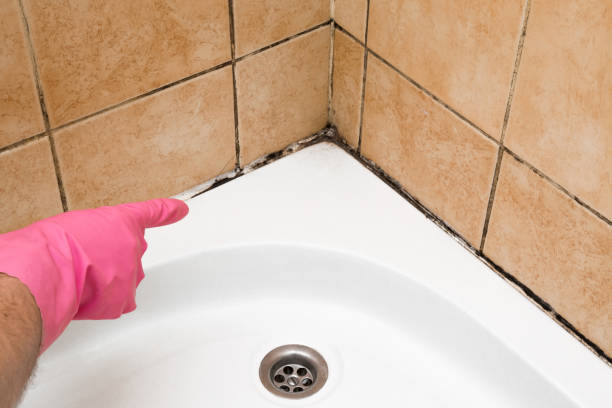 Best Crawl Space Mold Removal  in West Homestead, PA